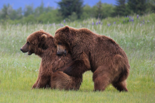 Illustration for article titled Please Enjoy This Gallery Of Amazing Bear Photos